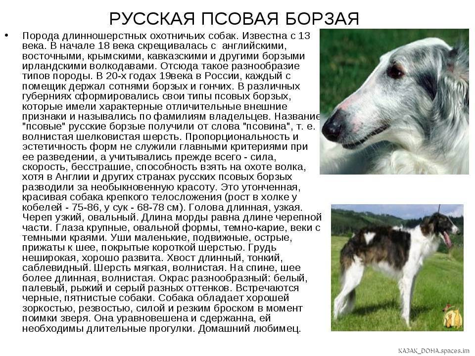 Русская псовая борзая