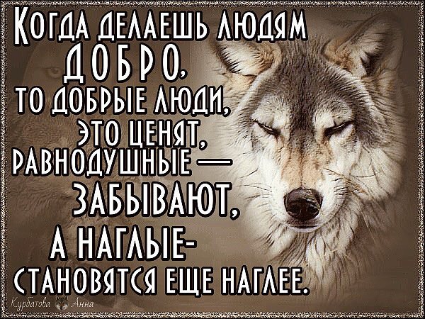 Цитаты Волки
