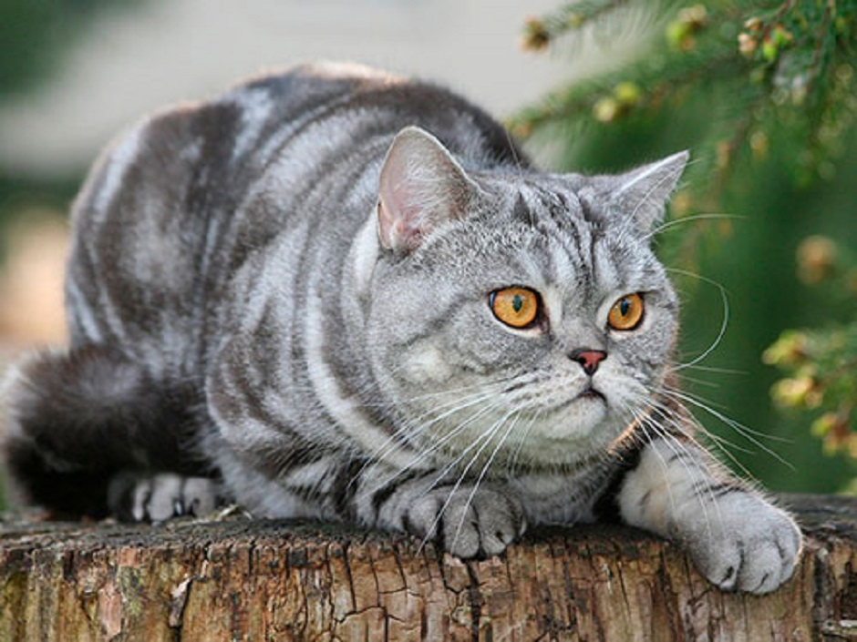 Кошка