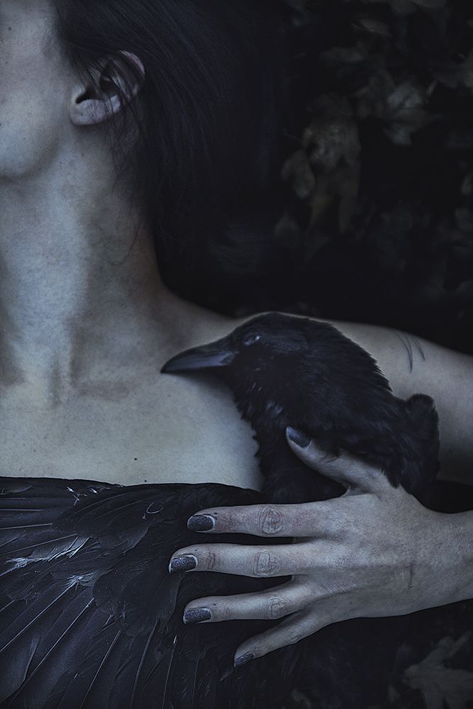 Black Raven (20)