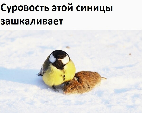 Джек Синицын