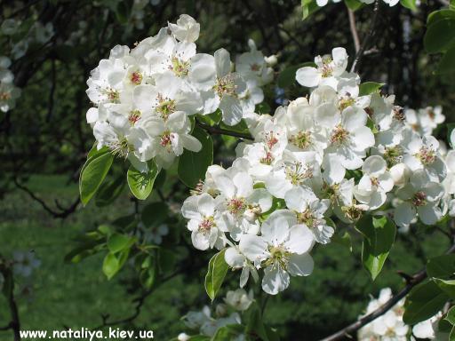 file_86323559