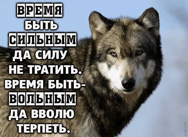 vQiV7VcpLRc