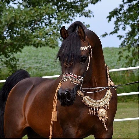 красавчик!