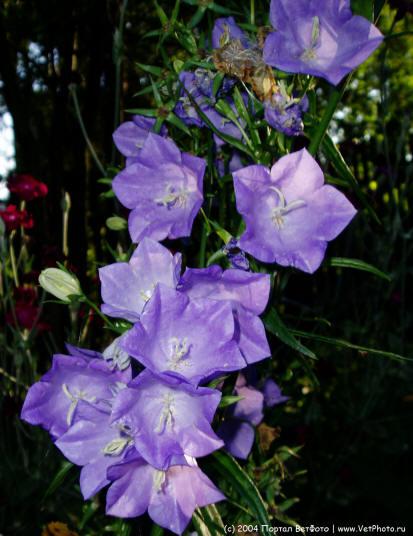 file_86323545