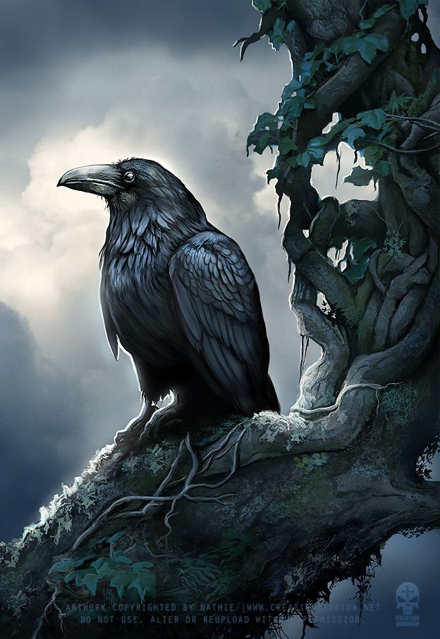 Black Raven (15)