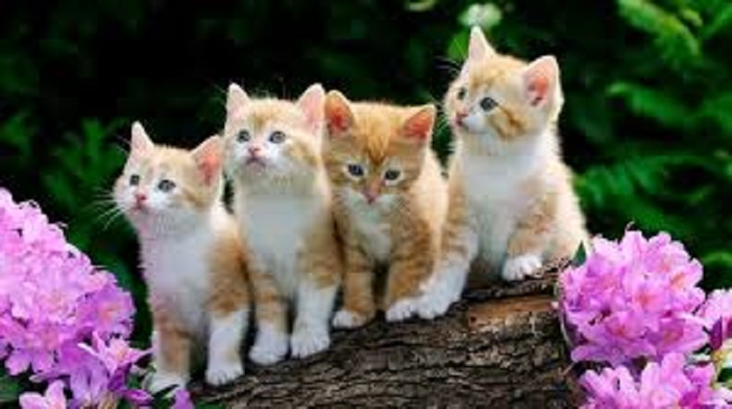 Котята..