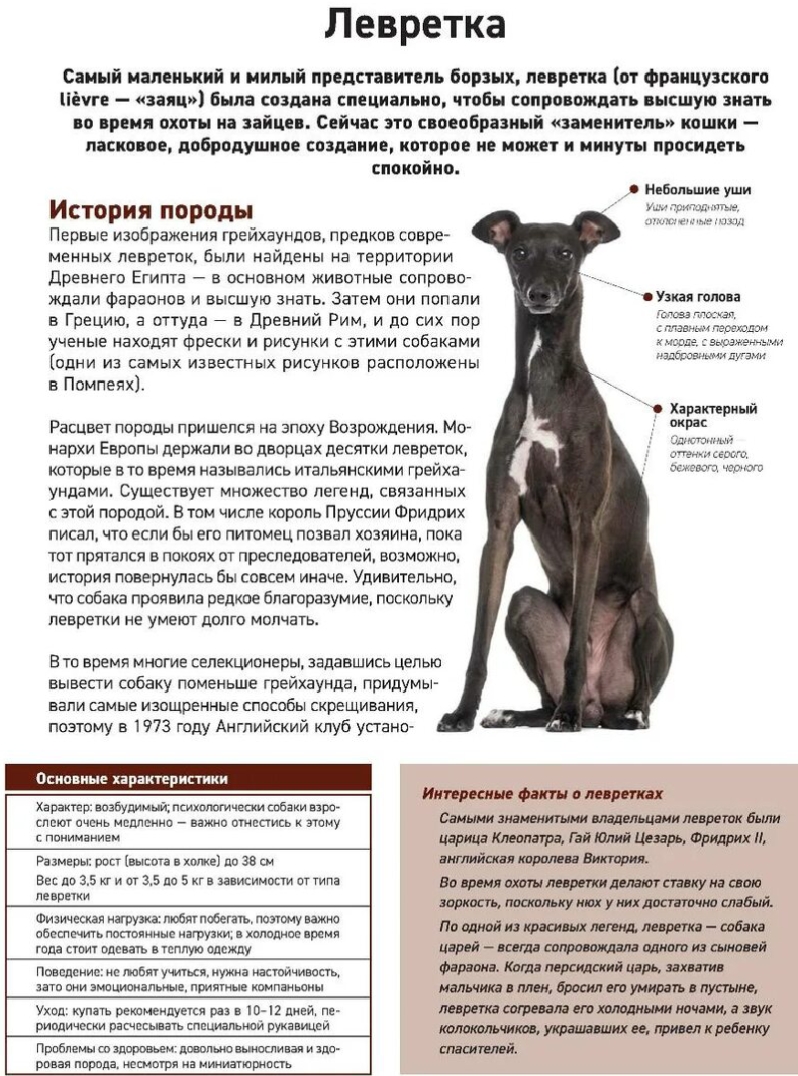 Левретка