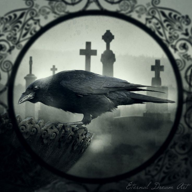 Black Raven (7)