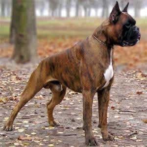 boxer-frey5