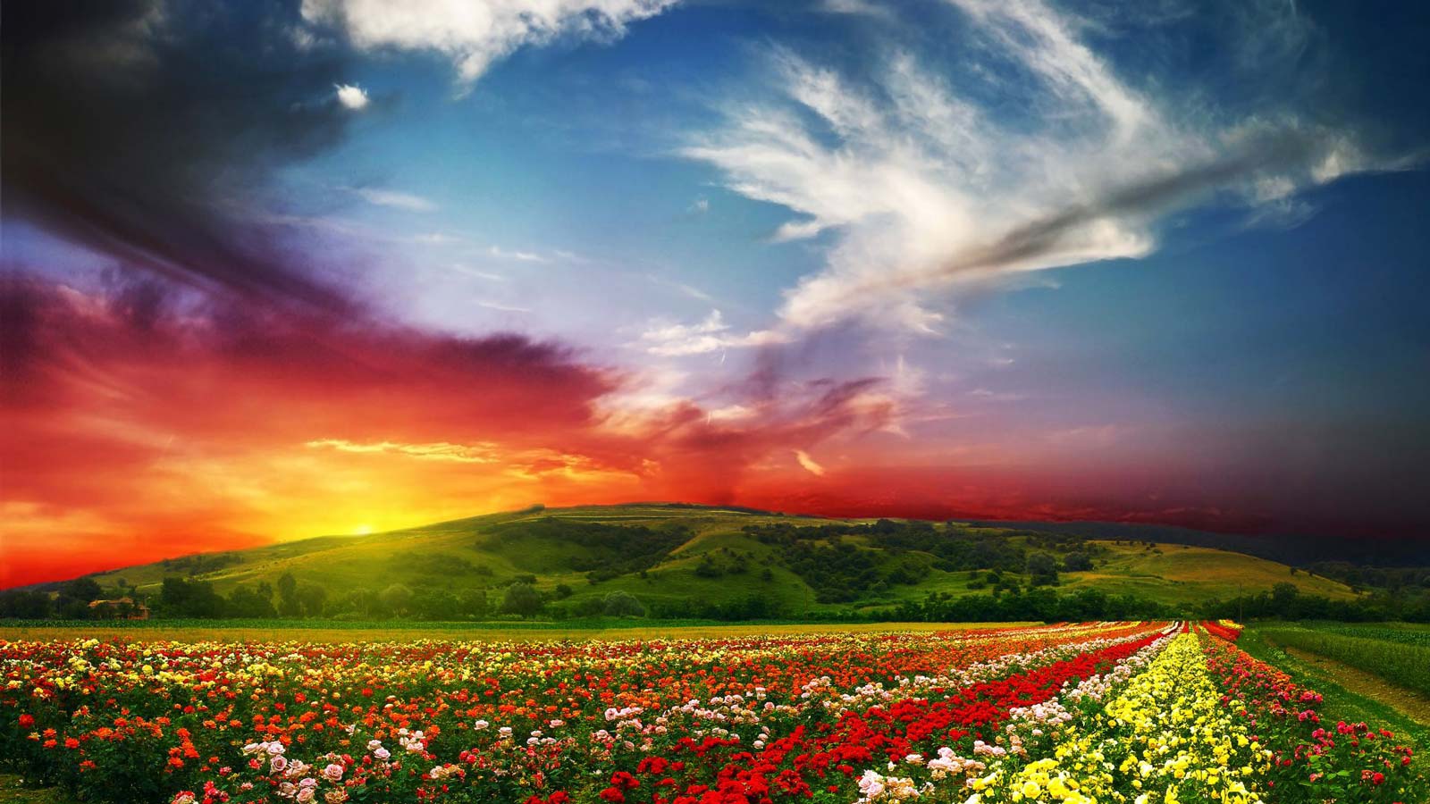 file_86323588