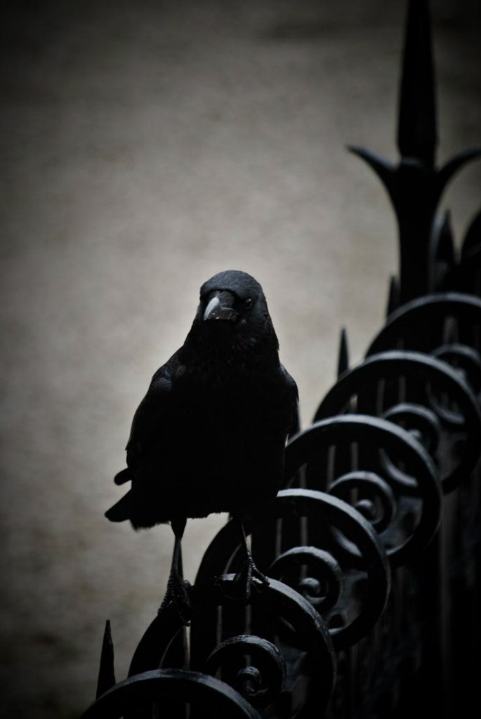 Black Raven (3)