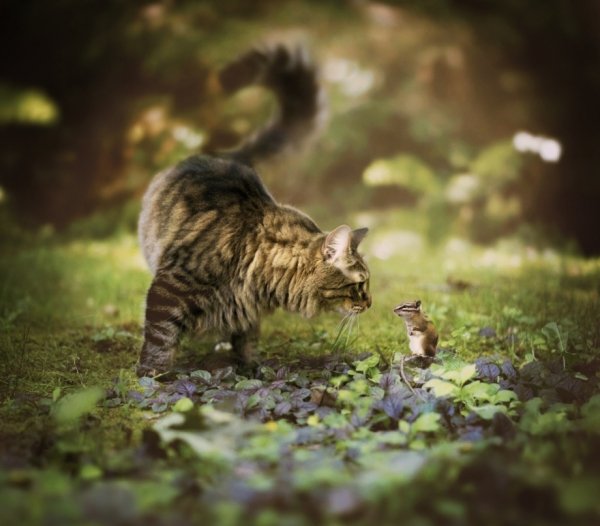 Кот в лесу. (20)