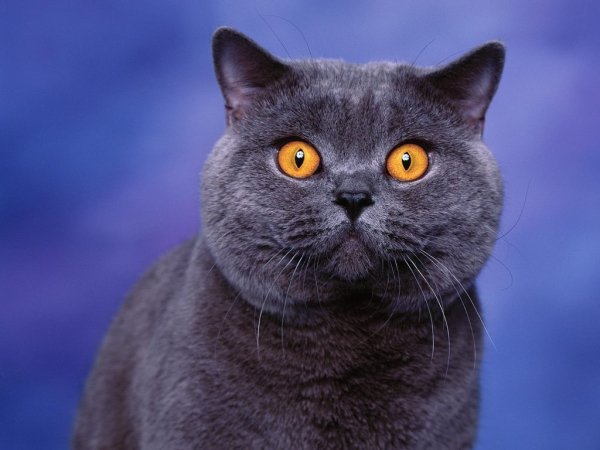 Недоверчивый кот