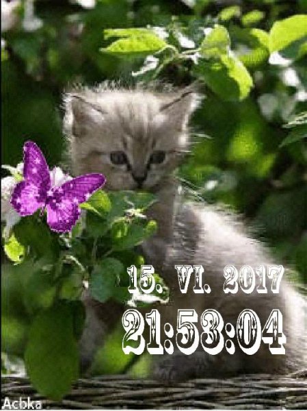 Серый котенок