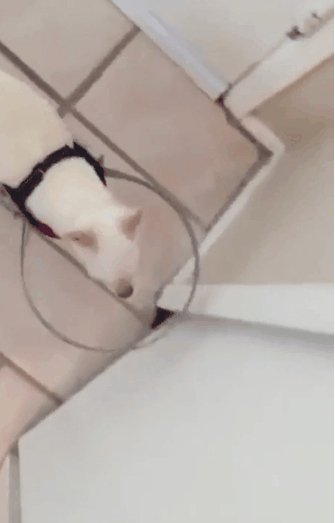 NiT