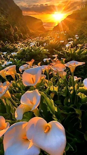 file_95695326