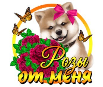 Rozy ot Menya