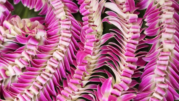 HawaiianLei ROW8158565929 UHD