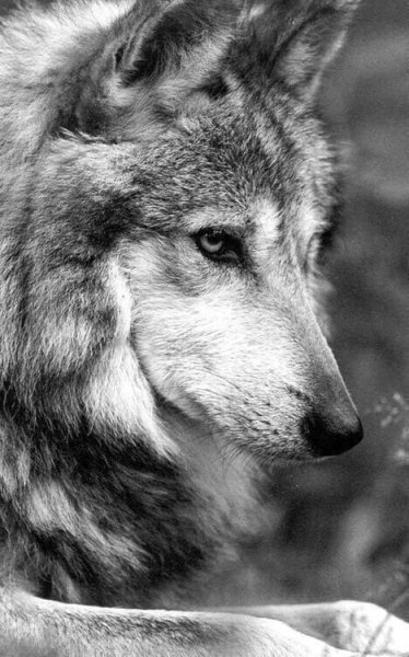 photo 1599418965