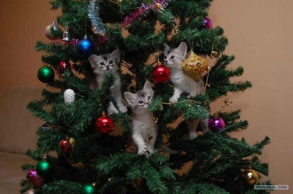 20. Новогодние коты.