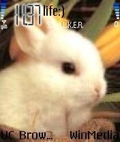 rabbit