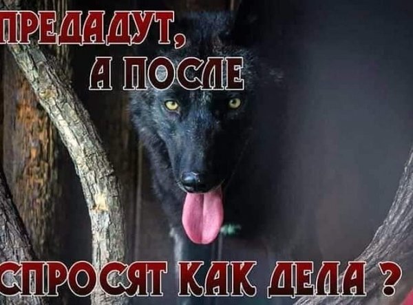 Предадут