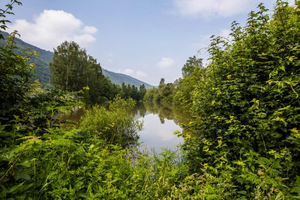 Germany Summer Lake 489084