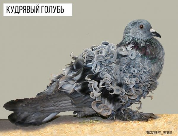 Кудрявый голубь