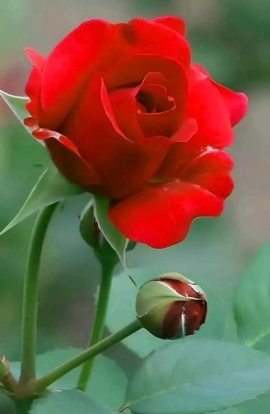 file_96969147