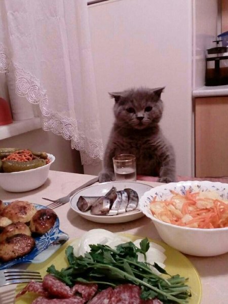 котэ застолье