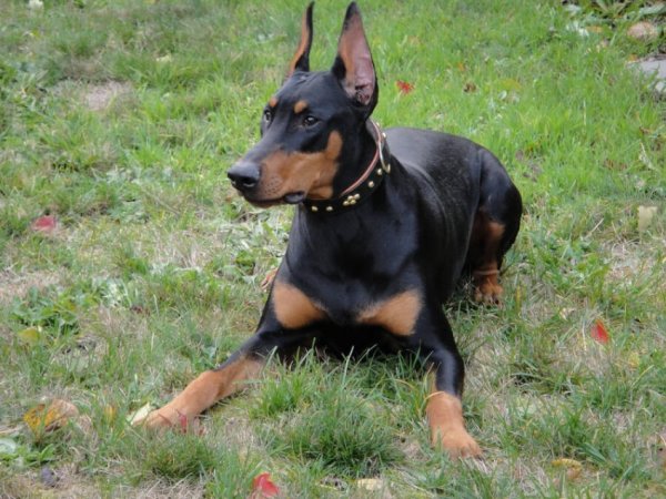 ЬDoberman-80