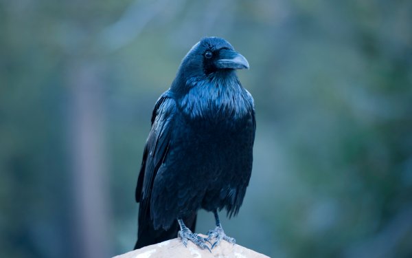 Call of the Raven 4