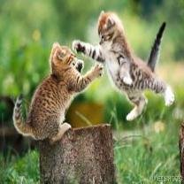 Cats