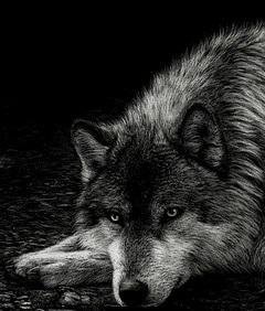 wolves swf