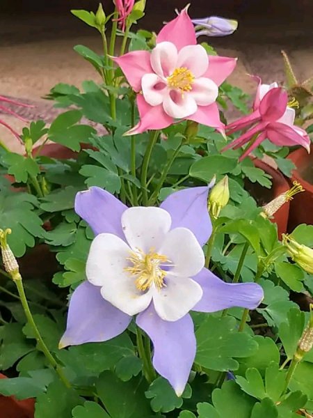 file_96280235