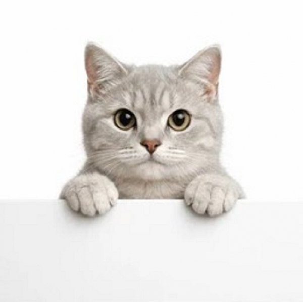 Котёнок. ..