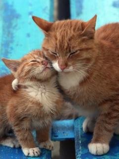 Cats Hugging On Bench
