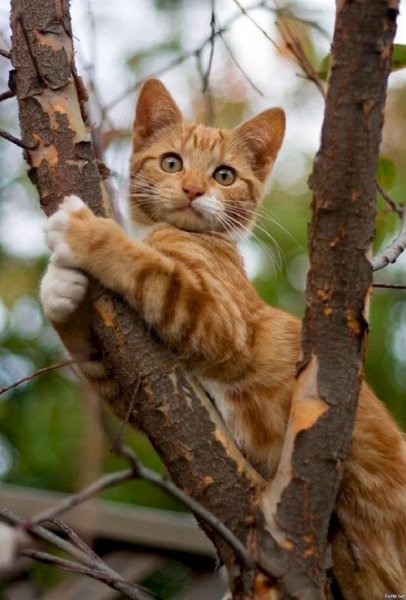 Котёнок на дереве (5)