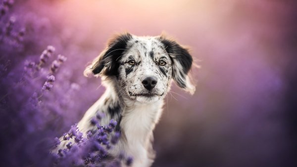 file_91850714