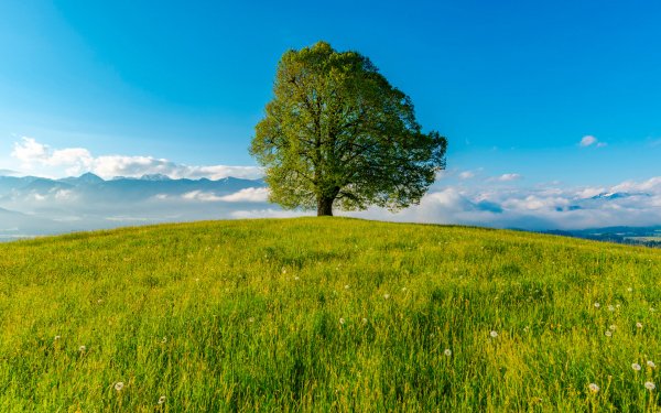 Out on a Limb