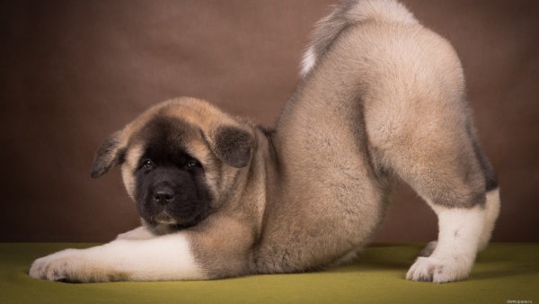 Собакен обои ПК