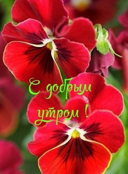 С добрым утром