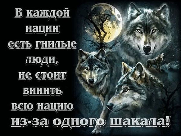 Шакал