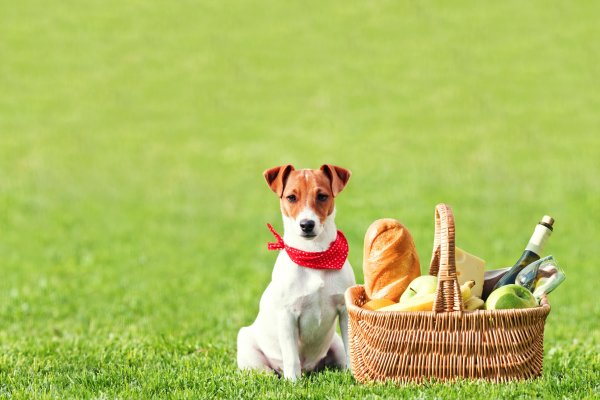 Bread-Dogs-Picnic-Grass-Wicker-basket-Bottle-Jack