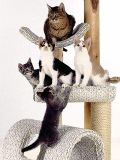 Кошки