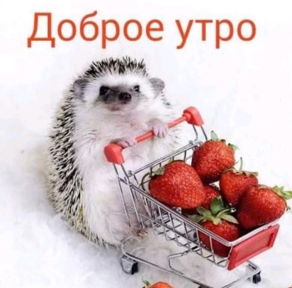 Dobroe utro