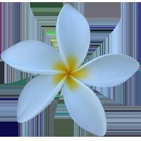 Jasmine IM Donate App