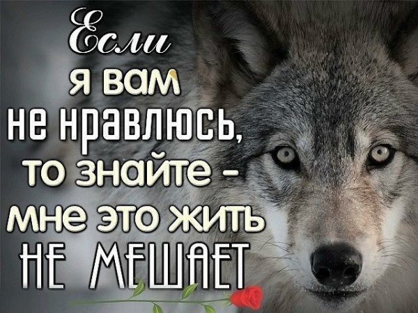 Волк