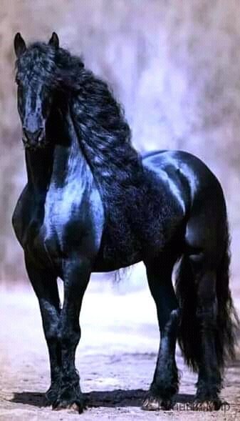 FB IMG 16304103915945810